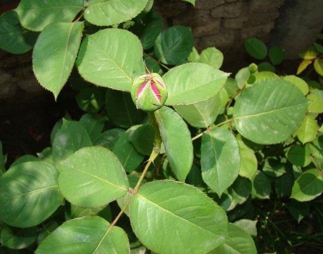 月季花这样施肥,花量大而且鲜艳,根系强壮抵抗力强,简单开爆盆