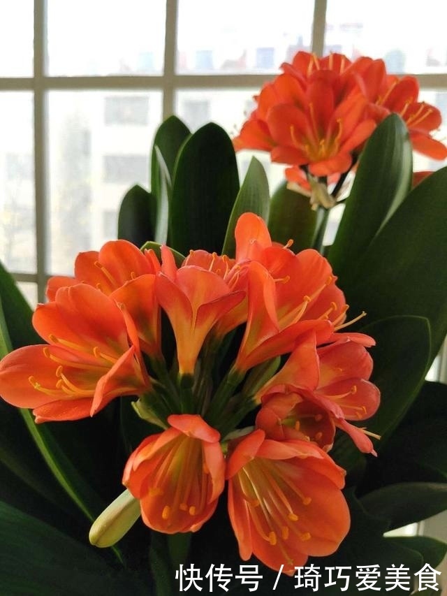 君子兰肥足长得壮,4种“肥水”轮着浇,10枝花箭一起蹿出来