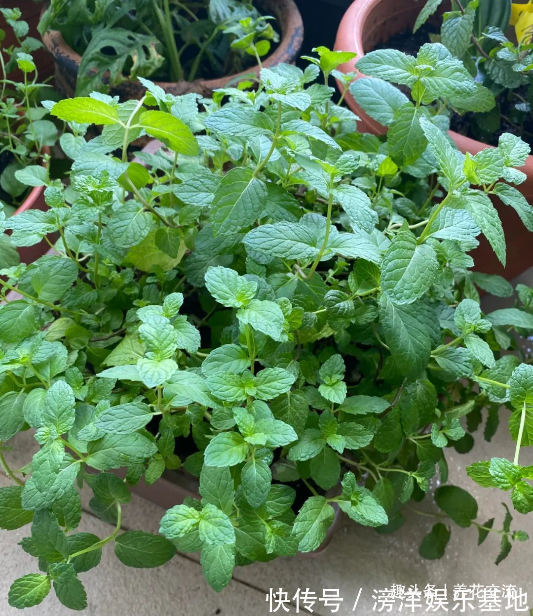 仙客来|勤养鱼,懒养花,10种要粗养才长得好的室内盆栽