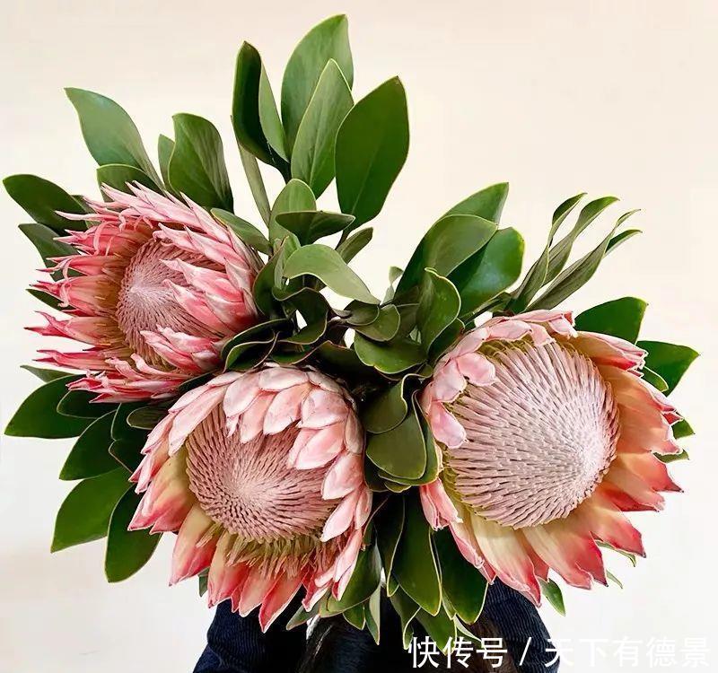 最气派的“霸王花”,家里养一盆,华丽又大气,富贵又吉祥