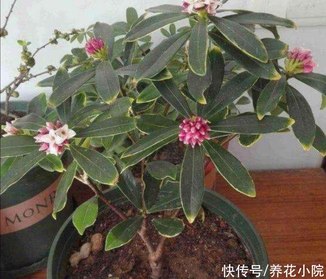 花苞|立秋以后,4种花别再修剪,否则影响正常开花