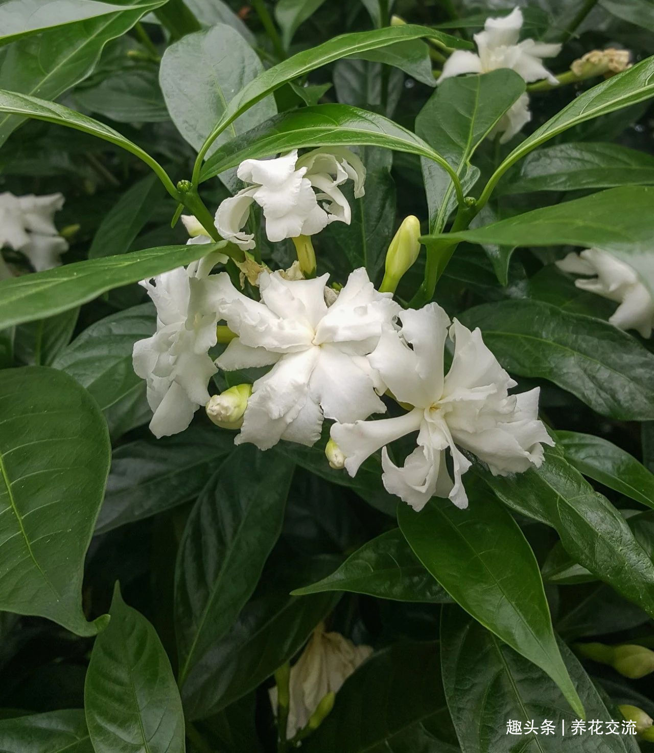 栀子花|花叶和栀子花相似的狗牙花，香味像茉莉花，好养又容易开花