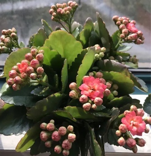 长寿花最爱这“2种料”,换盆多放点,越养越旺盛