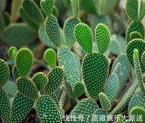 栽种|儿时种下一颗仙人掌,10年后,爷爷打来电话,现在2万都不卖!