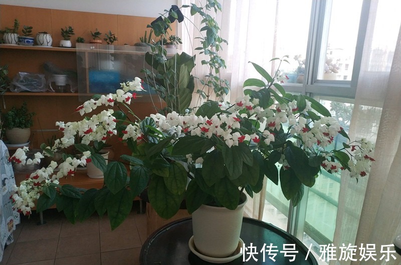 养花就养这四款,花开艳丽如火似血,枝繁叶茂,傲骨映寒,美