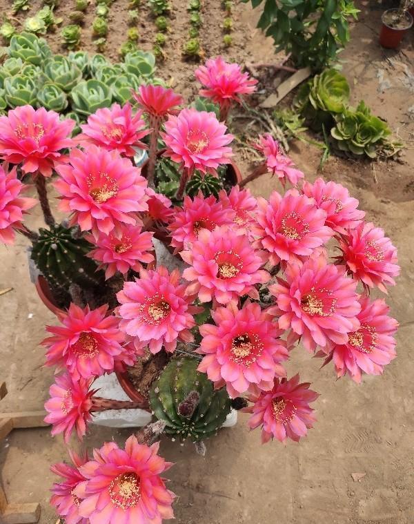 仙人球|开花漂亮的仙人球,记住换盆小技巧,轻松爆盆开满花,年年不间断