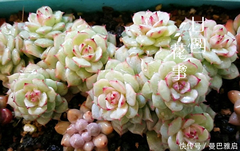 9种多肉小巧精致,易出状态爱群生,浓妆淡抹总相宜,适合女生