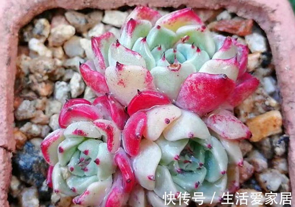 花中王|牡丹本是花中王，可这些多肉牡丹难以称王，因为虽然很美却很难养