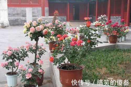 很喜爱种植花儿,又担心养不好,不用担心,有一些容易种植的