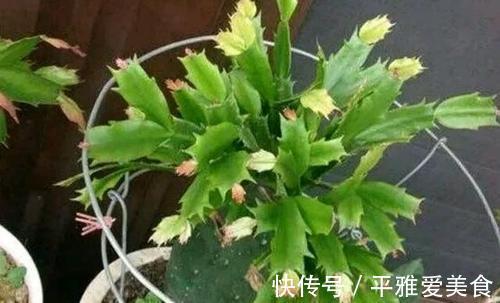 秋季|秋季入手长寿花、蟹爪兰,按照此3点护理,开花数量翻一翻