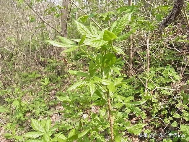 野菜|这树满身刺，嫩叶却成极品野菜，民间俗称“刺拐棒”，一斤30元