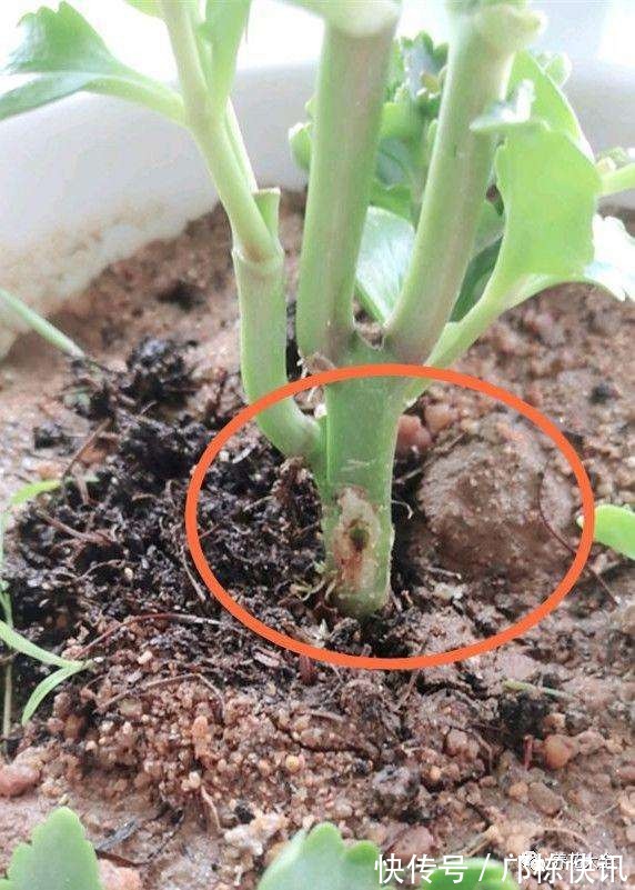 长寿花一换季就生病,不及时消毒,黑腐从头烂到尾!