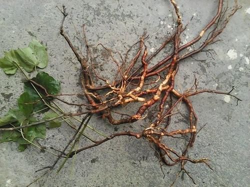 本草纲目拾遗|农村这种常见的胭脂花,根能治男女的难言之隐,花还可驱赶蚊子