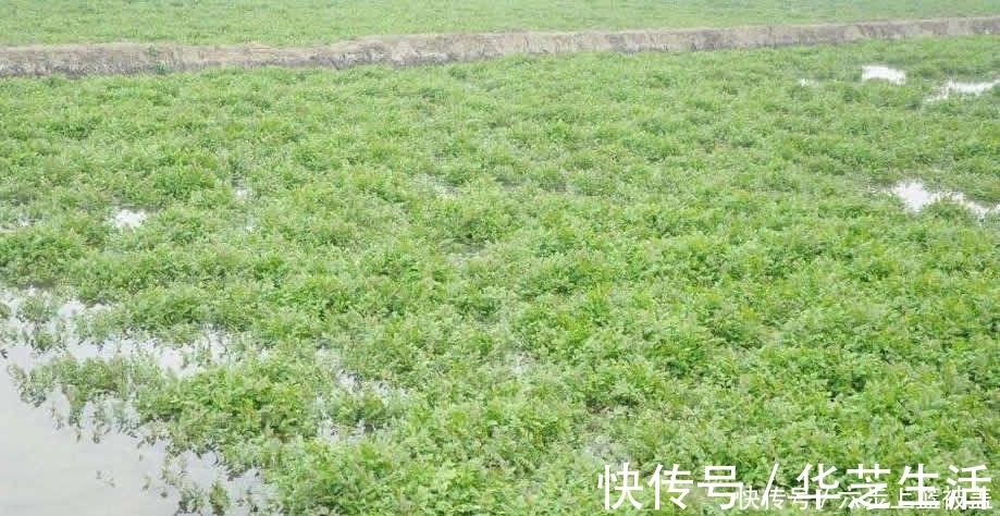 食用价值|1种长在水沟里的“野菜”,11月正鲜嫩,营养高摘来包饺子最好