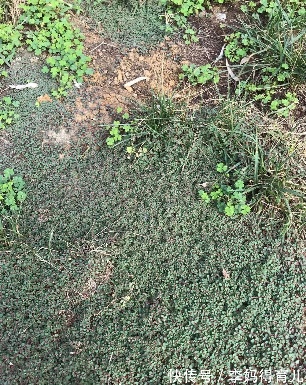 凤尾草|奶草,一种神奇的民间草药!17个入药良方,横扫全身上下各种疾病