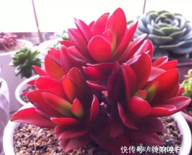 秋天就买这8种多肉，叶片变得红红的，好漂亮