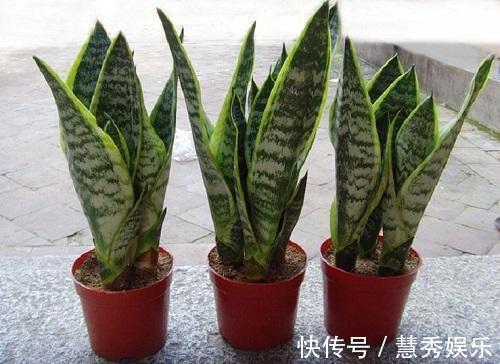 这3种花要“穷养”，盆小水少长得好，爆出侧芽养成老桩盆景