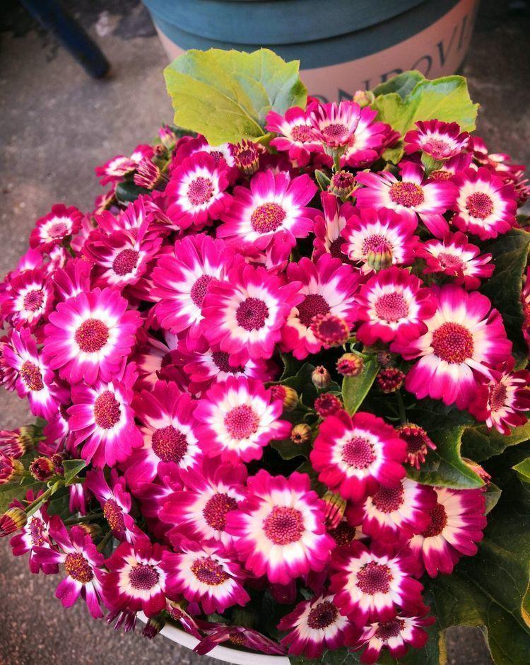 仙气十足的几种花卉,花姿妖娆,四季繁花似锦,美极了