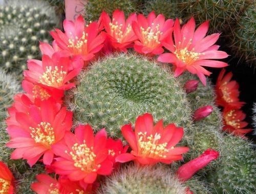 此花被誉为子孙球，花开一茬接一茬，花大色艳，造型独特惹人爱