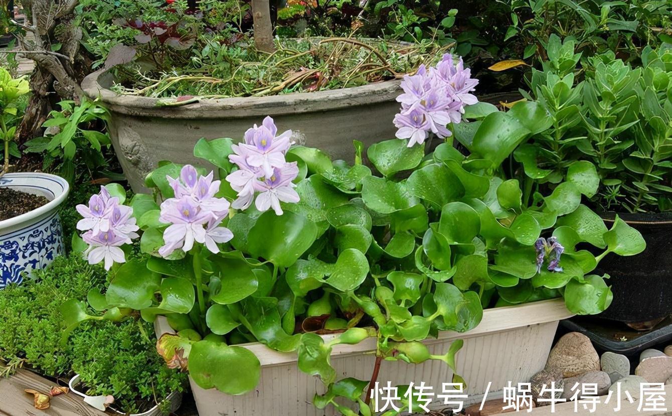 喜欢水的“7种花”,天天浇水也不怕,适合勤快的人