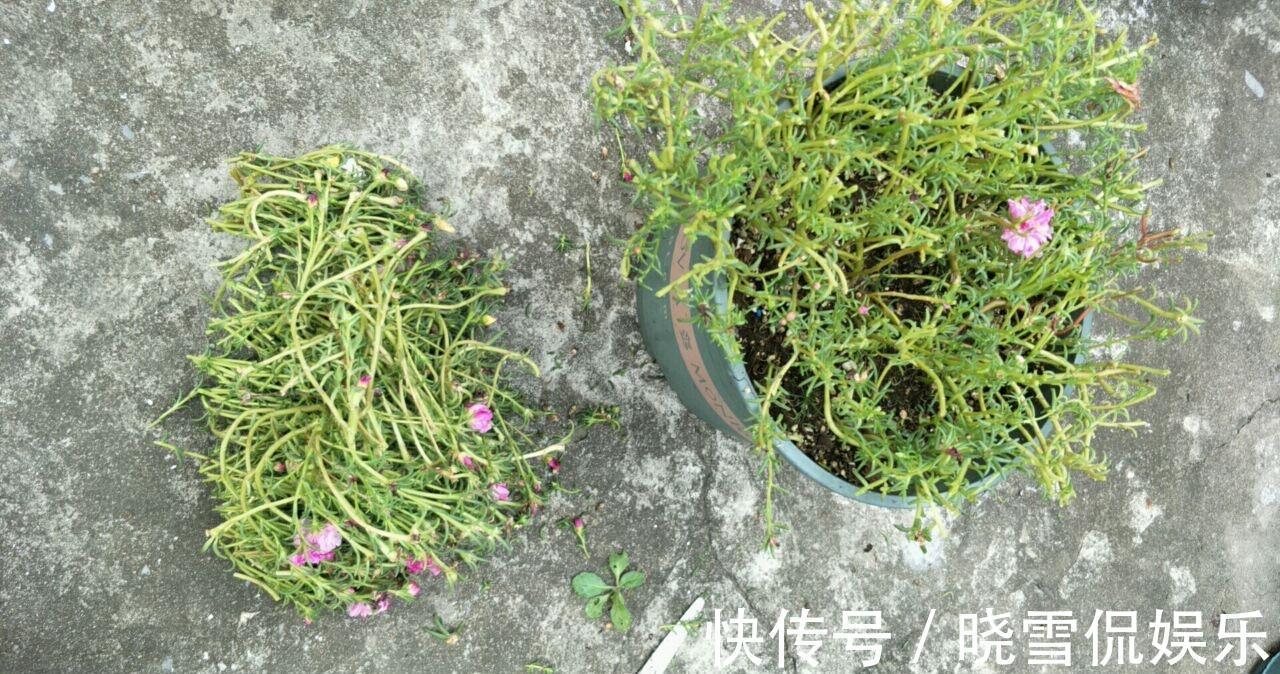 花儿|秋天的太阳花，给点肥剪一剪，从瘦弱变得茁壮，花儿更多