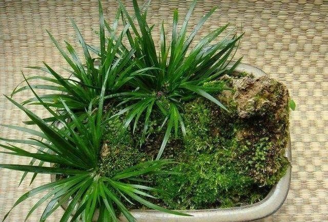 奶奶无意盆栽了一棵绿植,满屋子都是清香,出门不用喷香水了