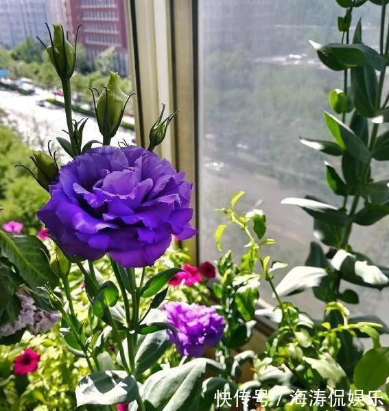 花商们|张小姐养盆这个花,花开如玫瑰,好养如绿萝,邻居头回见,说好美