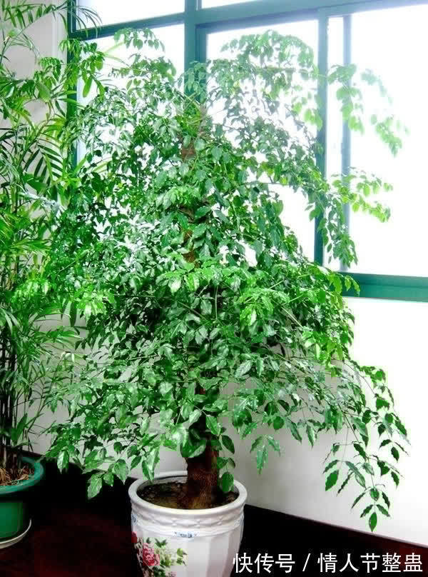 寓意|12种花,建议养一盆,不仅吸收废气,还有“旺财添福”的美好寓意