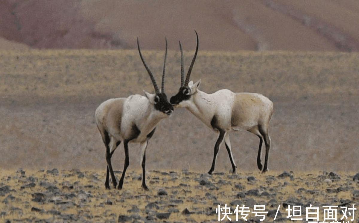 盗墓贼&“不起眼”的乾隆陪葬品,曾被盗墓贼随意丢弃,200多年后被卖1.3亿