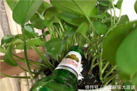 开花|这“5种肥”，家里都有，撒一把在盆里，花长得旺、开花特别多