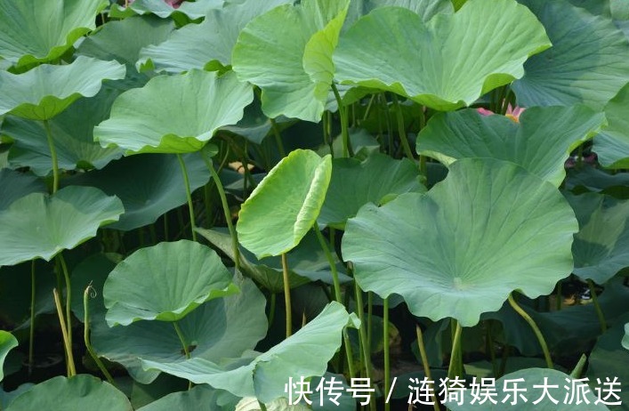 农村|农村以下几种野菜,美容养颜、健脾除湿,还能提高免疫力