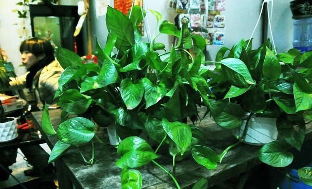 只用|立秋后养绿萝,别只用“清水”,加点它,叶子油绿,一蹿2米长