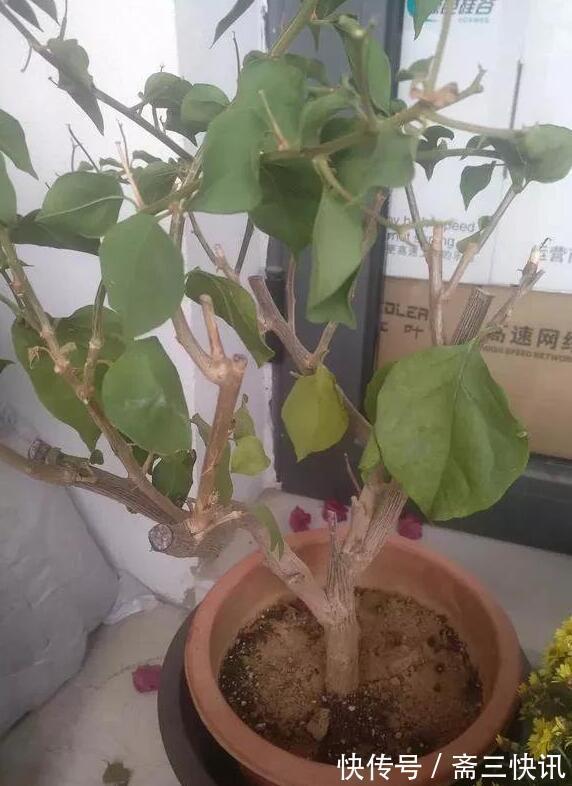 三角梅杆腐烂如何挽救2种原因要知道，对症下药，一样可以救活