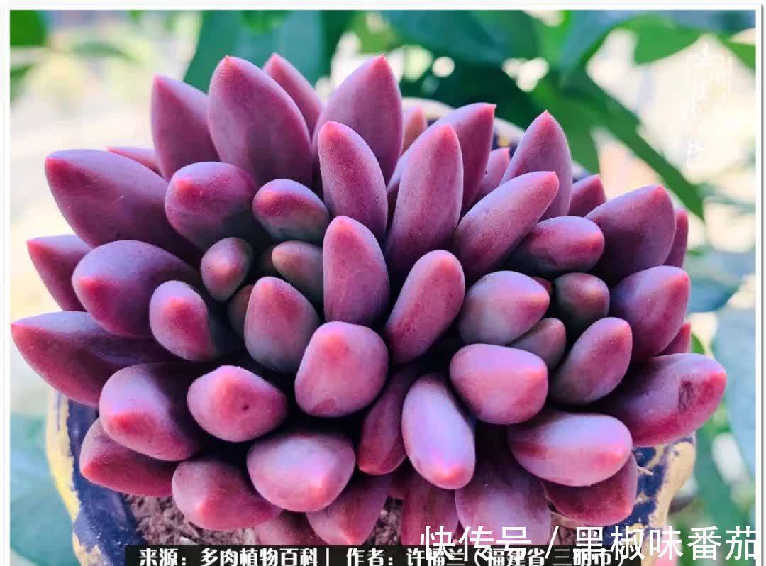 尖尖|养多肉两年,美丽与赏心悦目并存!