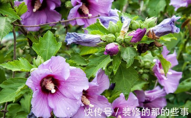 良心好花|5种被世俗耽误的良心好花，完美诠释了“我很普通，但很美”