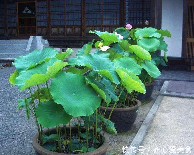 找个旧的大水缸,里面埋节藕,呼呼长出好多藕,产量惊人