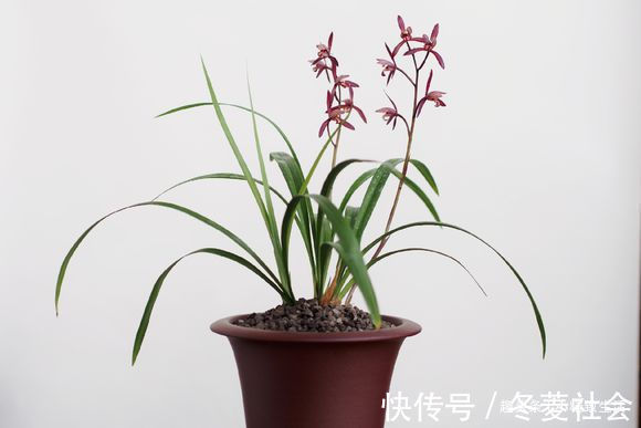 施肥|新手养兰花，4个误区别犯，不然好心办坏事，等着收空盆