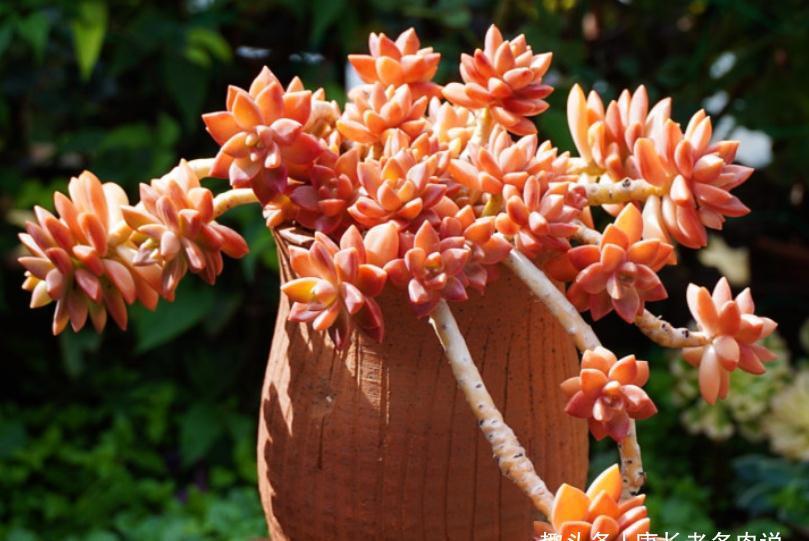 多肉黄丽和布丁本是同根生,奈何一个已无人问津,一个则深得民心