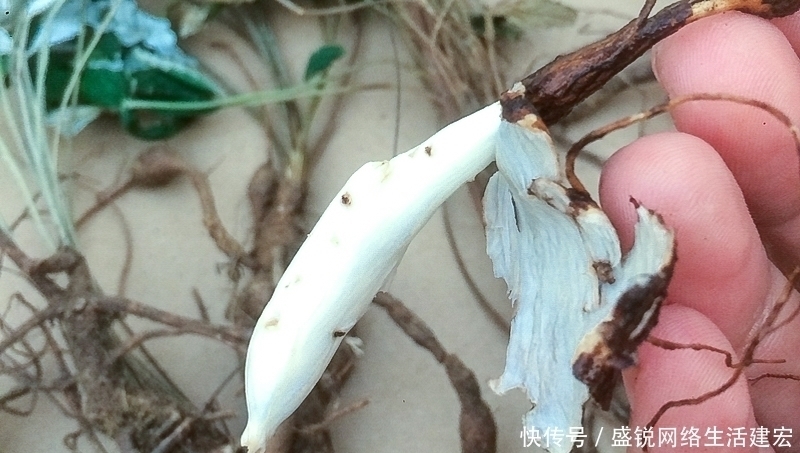 根似人参却不是“参”,长在农村过去常忽视,如今20元一斤