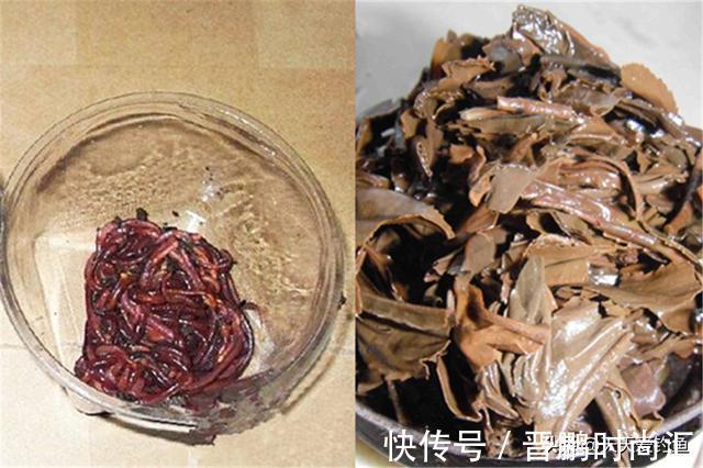 野钓秘方：秋天用蚯蚓钓鲫鱼，最好增加2个步骤，咬钩量翻一番