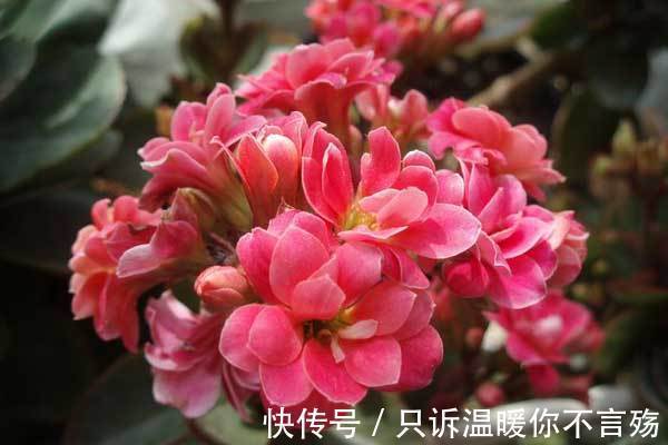 养不好长寿花，这里有室内最全的长寿花养护技巧，欢迎点进来学习