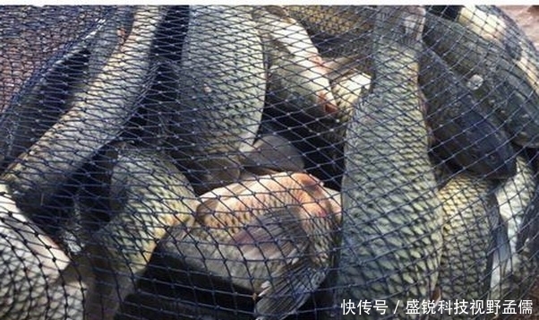 夏季|夏季什么饵料好用,腥饵好用不好用?