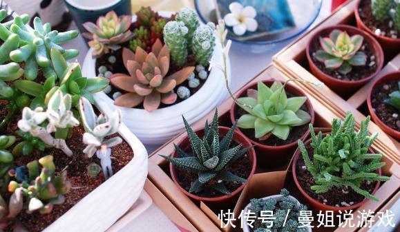 多肉植物黑腐病防治方法