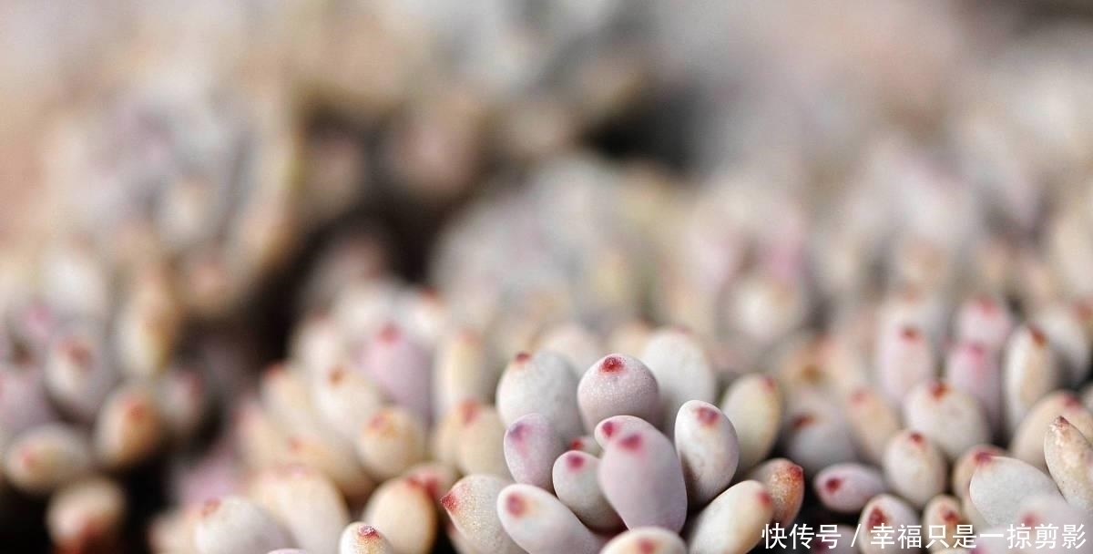 胖子|多肉植物施肥,把握好时机,多肉长成大胖子