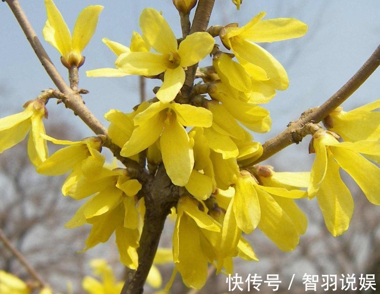 客厅养花，不如养几盆“金色的花”，既好看，又显得“高大上”