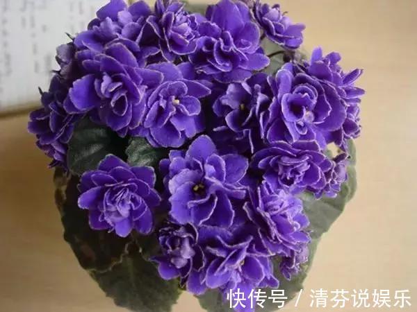 湿润|想要常年都能看见绿植开花,那就养这几种吧,花期超长!