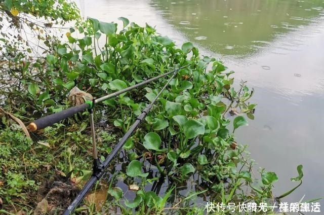 浅水|夏季野钓该钓远还是钓近了解鱼儿一日三迁，鱼竿长短好选择