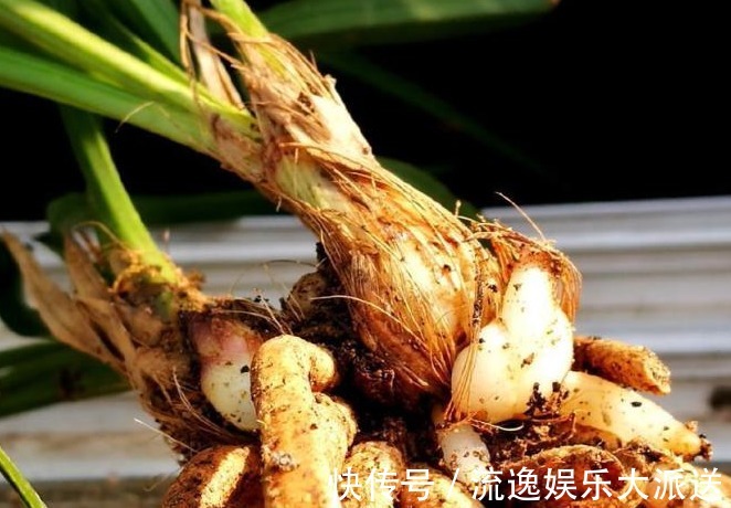 花农|兰花烂根了怎么救花农教你几招，救活几盆烂根的兰花不成问题