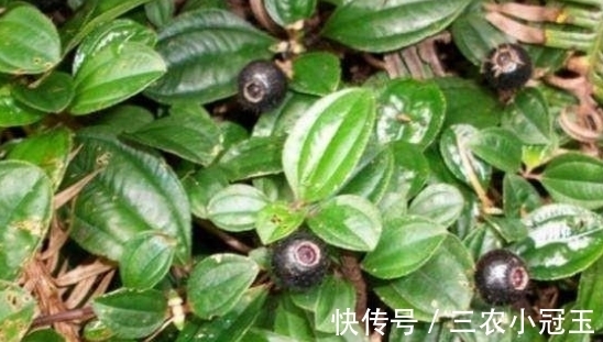 遇见|乡下一种植物营养价值丰富如今已经不多见了遇见请珍惜