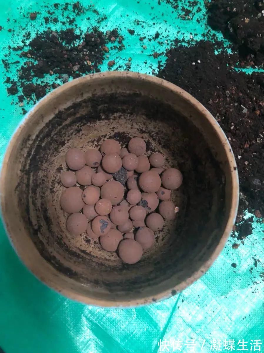 煤渣|换盆时，花盆里垫上这5种小东西，透水又透气，再也不怕烂根啦